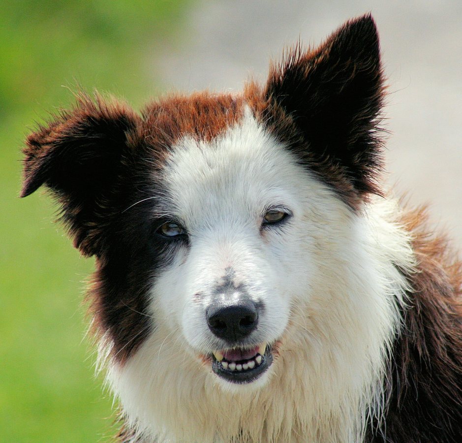 Dog fMRI Reveals Distinct Brain Patterns for Human Fear, Anger and Sadness