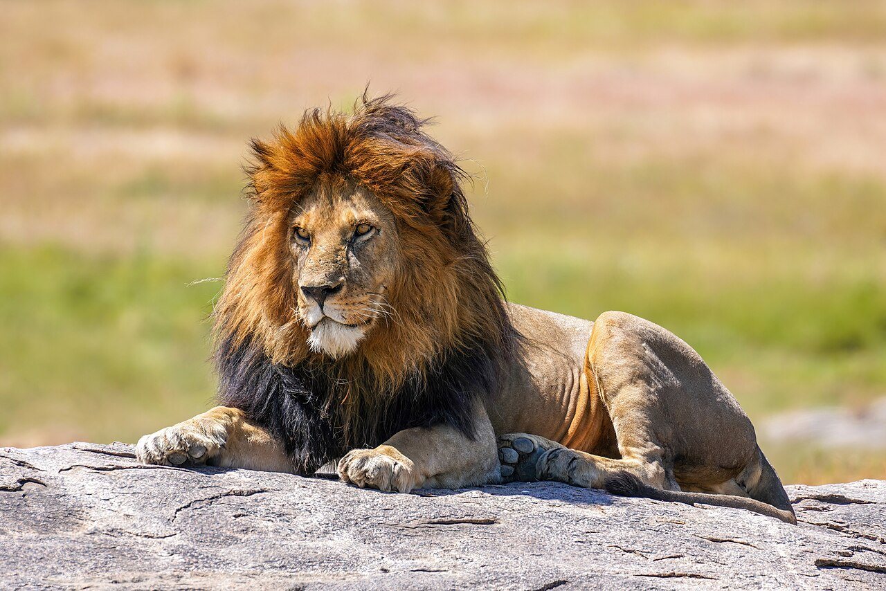 BBC Earth Series Highlights Predator-Prey Conflicts in the Wild