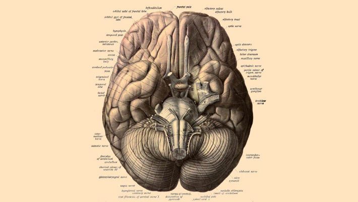 Stanford Study Finds Human Brain May Be Two Fused Nervous Systems
