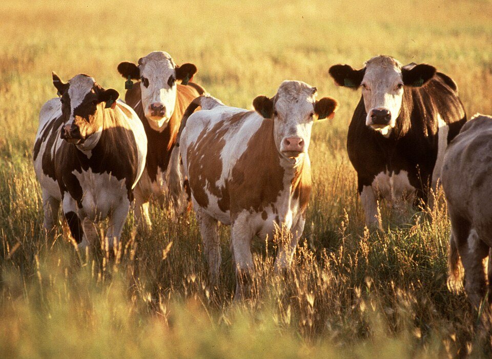 Isotopes Trace the Travels of Northern Europe's Earliest Cattle