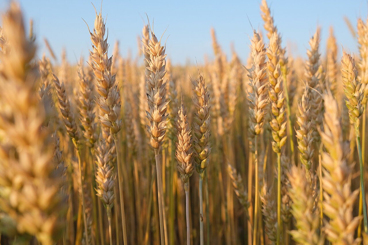Heritage wheat helps Cotswolds farmer restore biodiversity