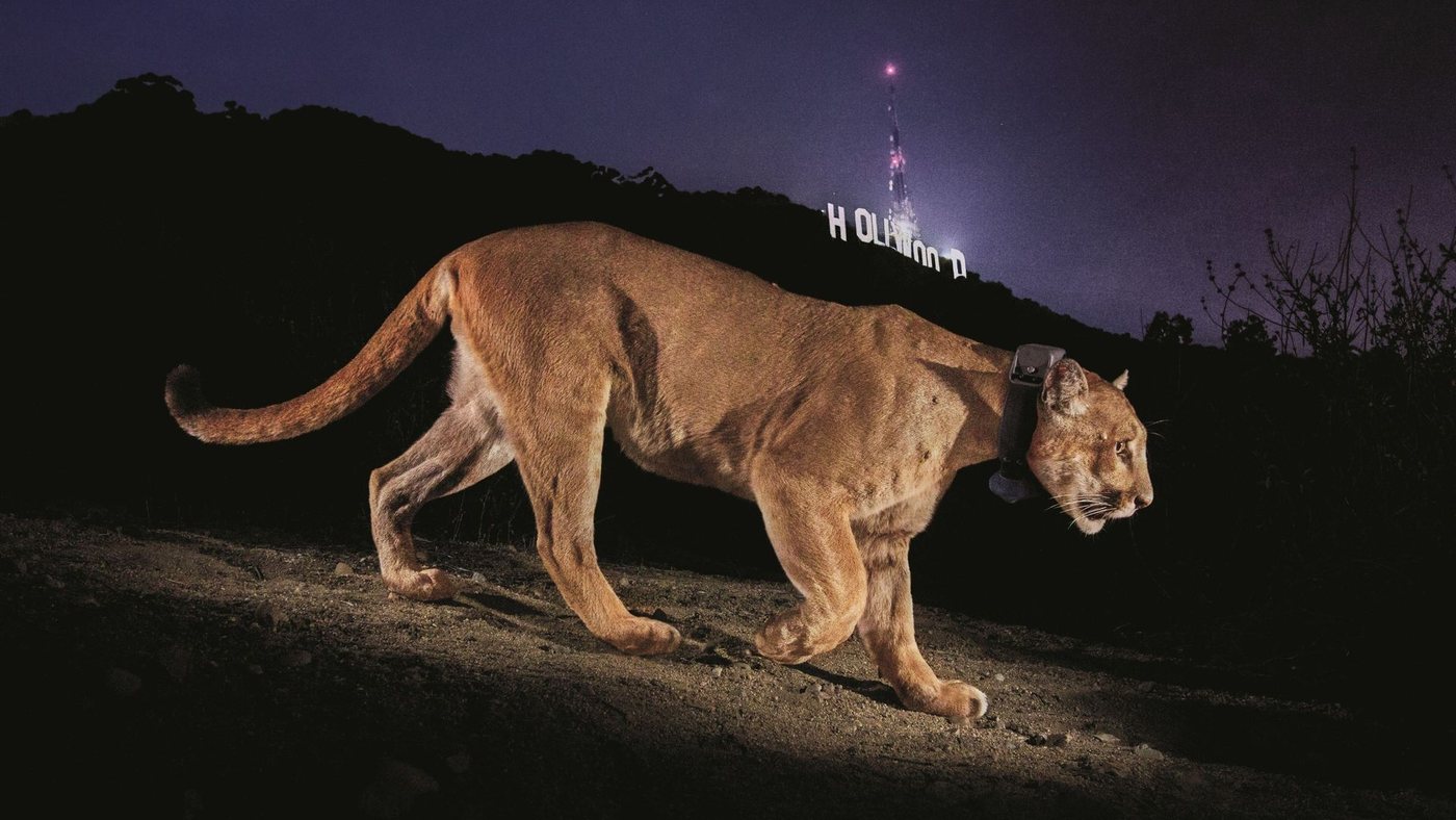 Wildlife Photographer Steve Winter Reflects on Hollywood Puma and Tiger Trade