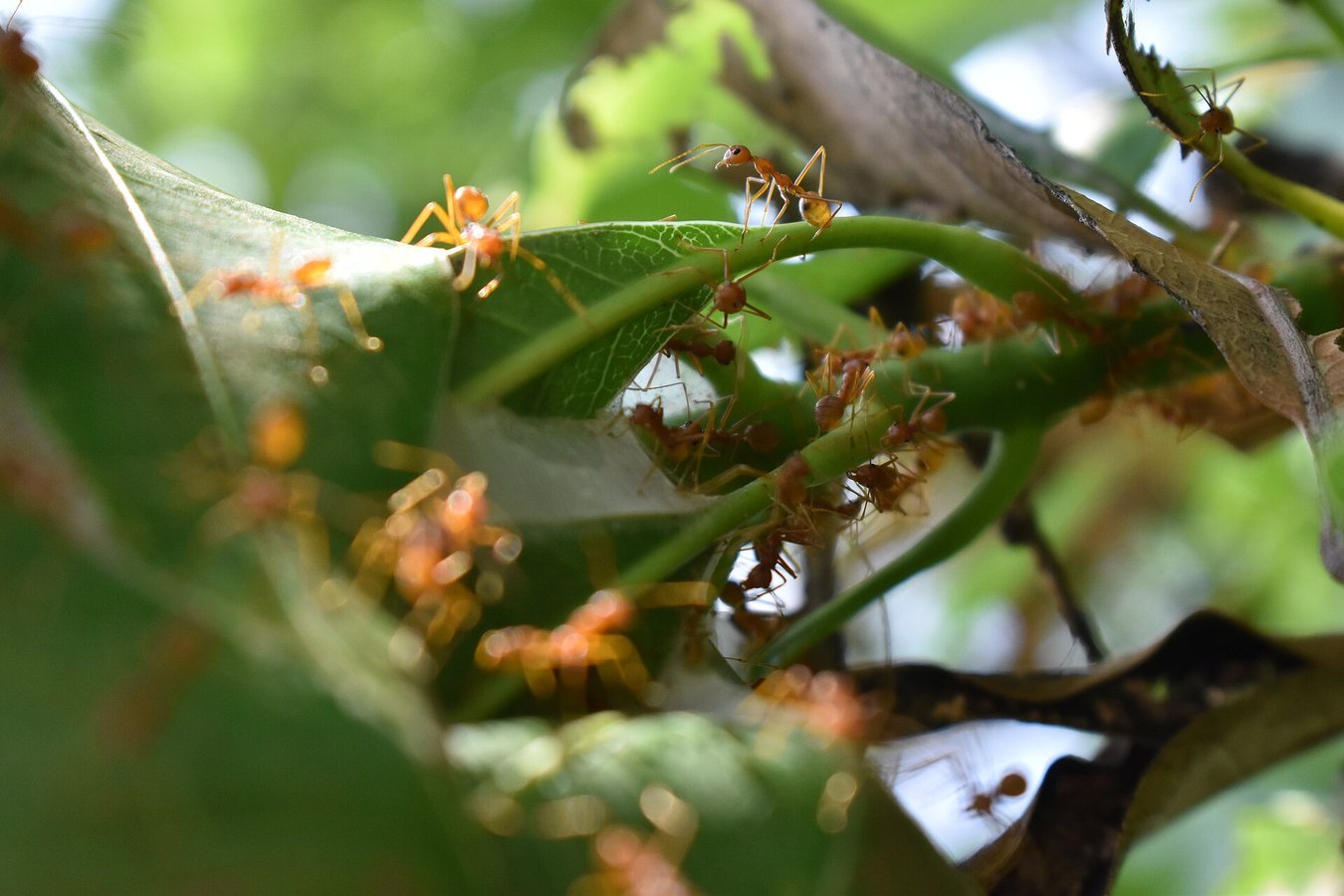 Devon Wildlife Trust unveils heathland plan to protect two rare ant species