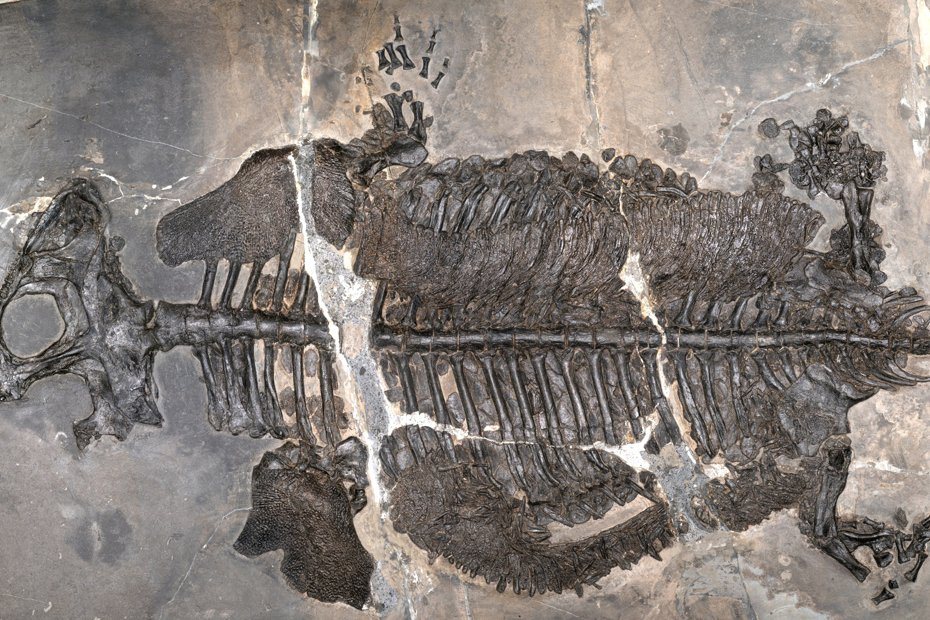 Ancient armoured amphibian lived in salt seas 237 million years ago