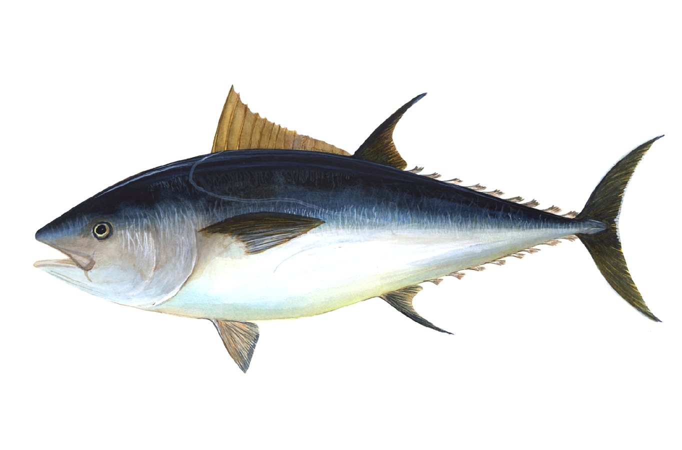 Bluefin Tuna Return to UK Waters Shows Nature Can Recover, WWF Report Says