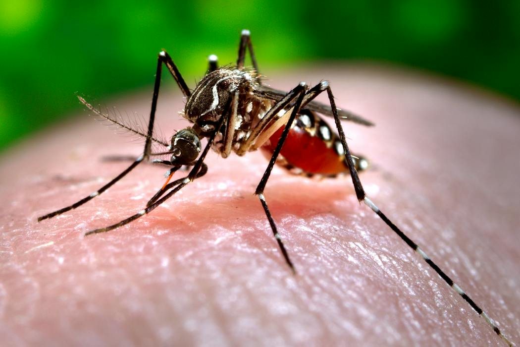 Expanding suburbs and climate change help mosquitoes spread dengue and West Nile