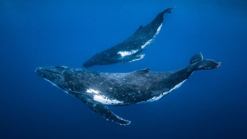 Sperm whales alter click patterns when boats are near, study finds