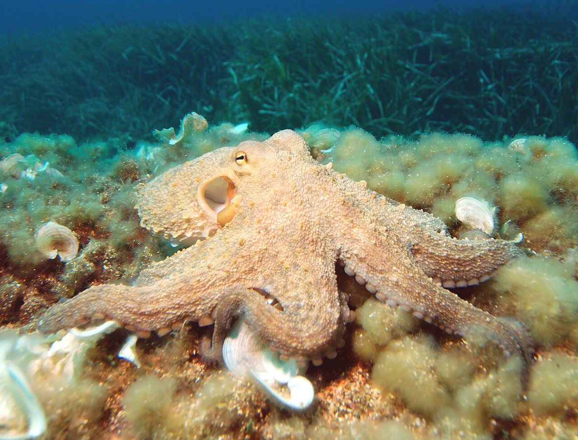 Octopus Biology: Three Hearts and No Lungs Power a Blue-Blooded Life