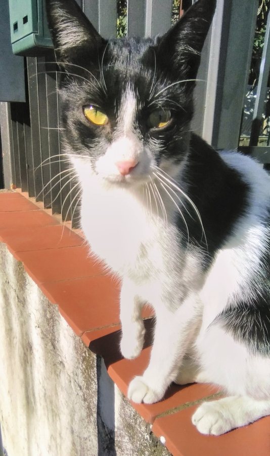 Scientists Identify Chemical 'ID Card' in Cat Urine