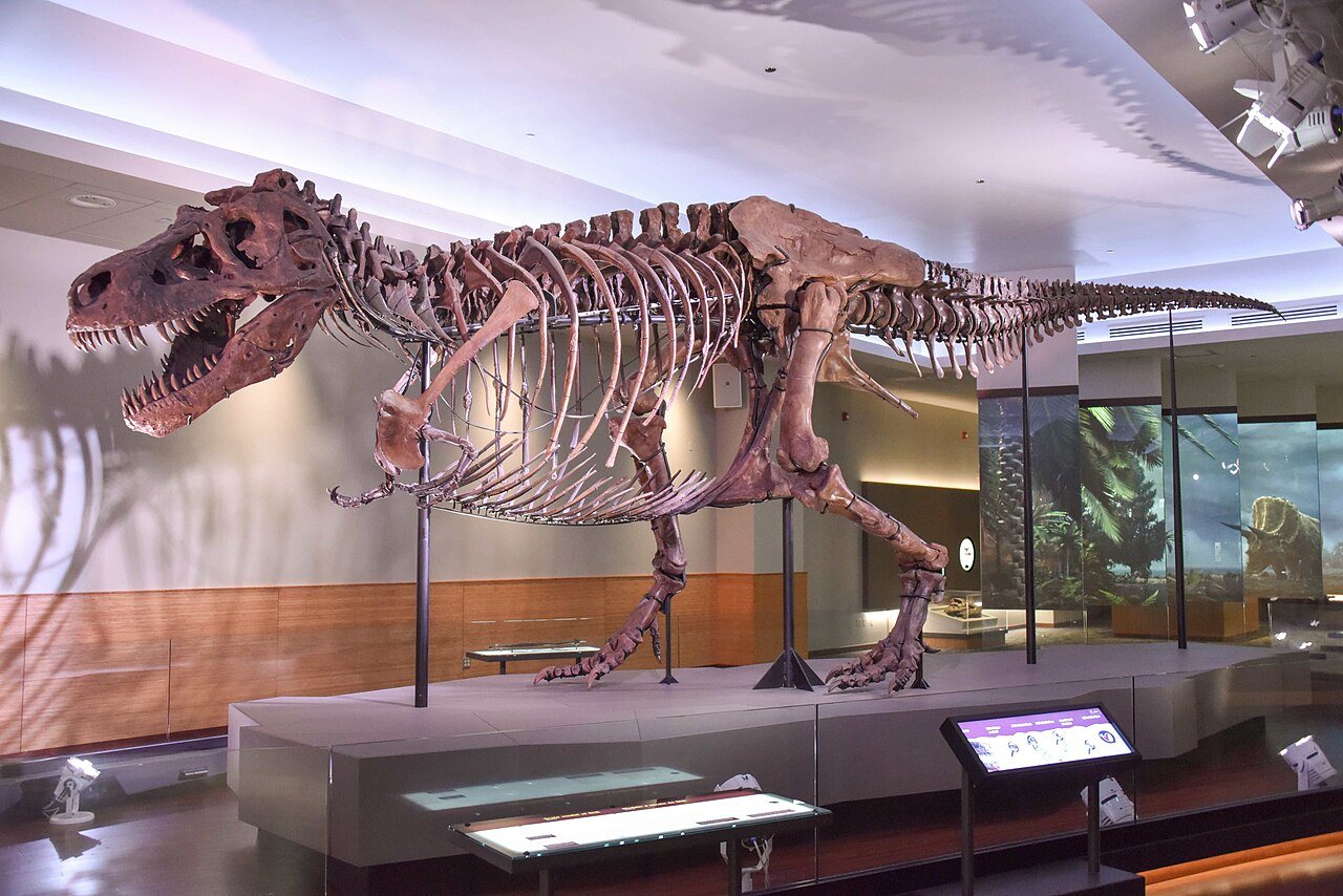 Dinosaur fossils dominate top palaeontology journals, analysis finds
