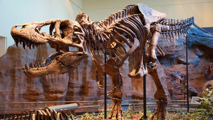 T. rex Maintained Mammal-Like Body Temperature of 36.3°C, Tooth Analysis Finds