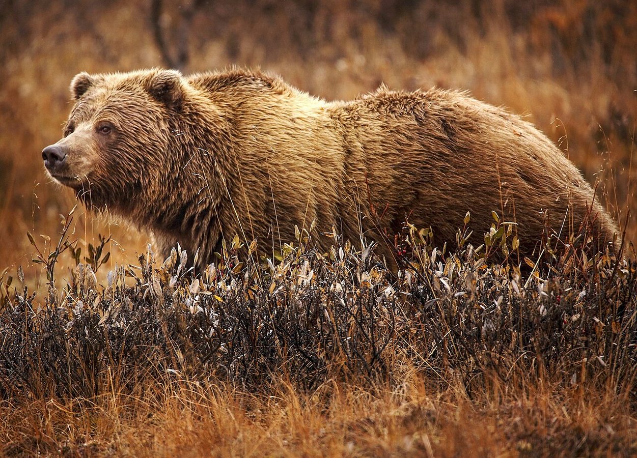 Grizzly Bears in the Lower 48 Remain Protected Under the Endangered Species Act