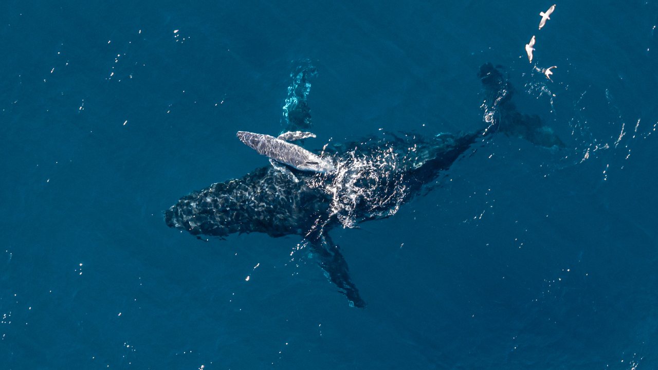 'It's incredibly rare to see a moment like this in the ocean': Camera drone captures moment humpback whale gives birth off Australian coast