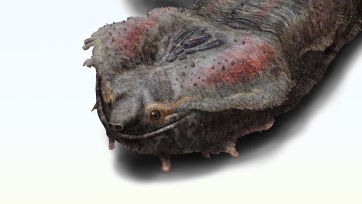 Giant Fossil Turtle from Peru Was Among Largest Freshwater Turtles Ever Known
