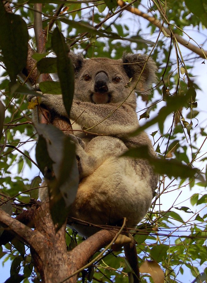 Victoria's Koala Population Half Previous Estimate, Report Finds
