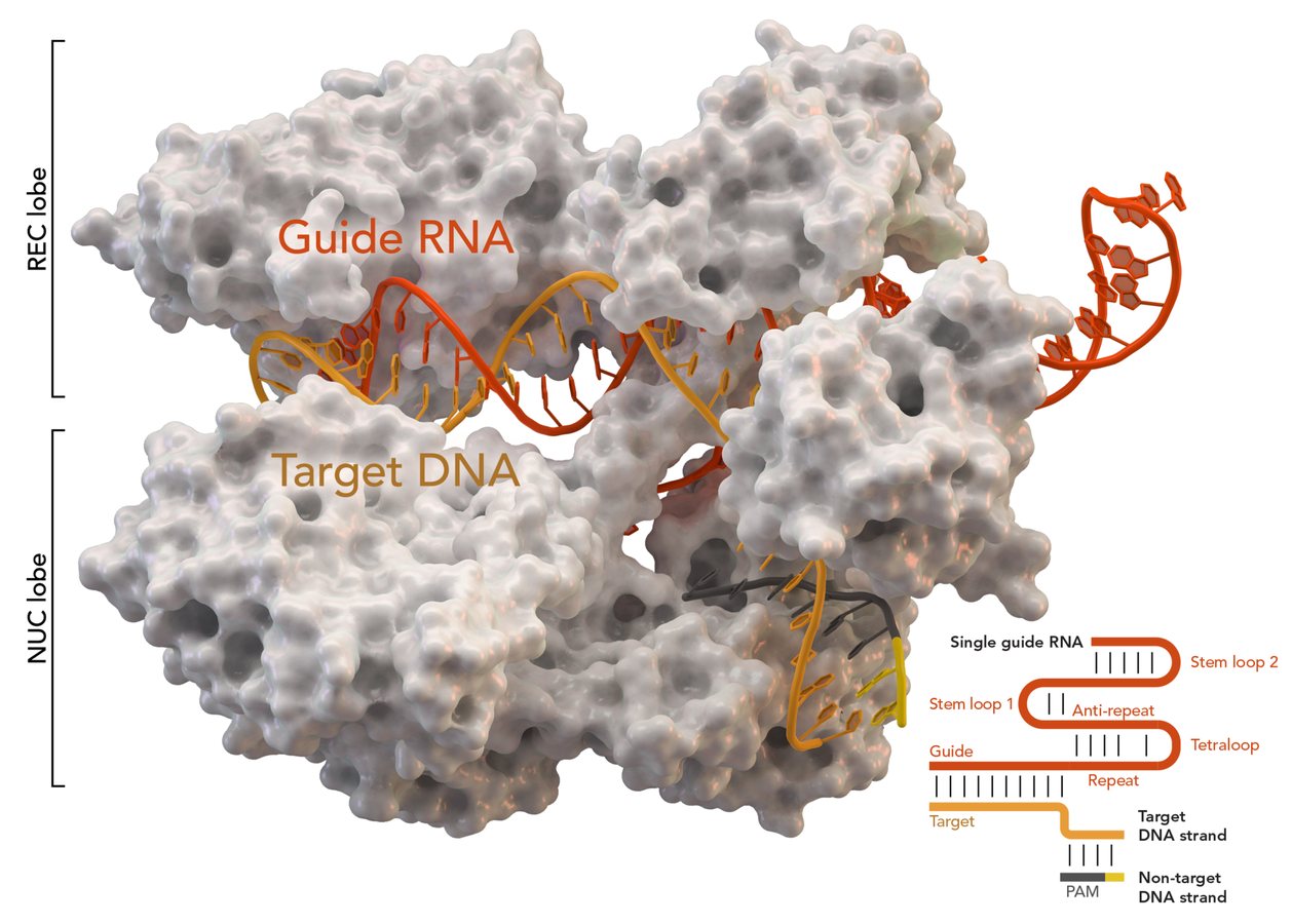 One-Time CRISPR Treatment Keeps Harmful Lipids Lower for a Year