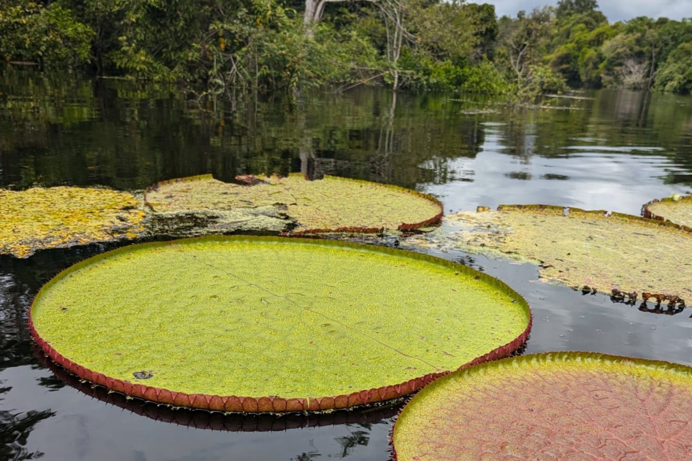 Giant Waterlily Species Count Nearly Doubles With Two New Discoveries