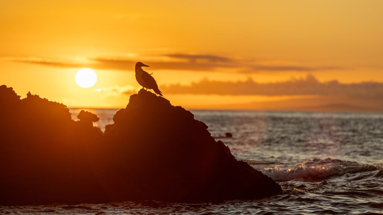Fossil fuel burning has supercharged El Niño events, study finds
