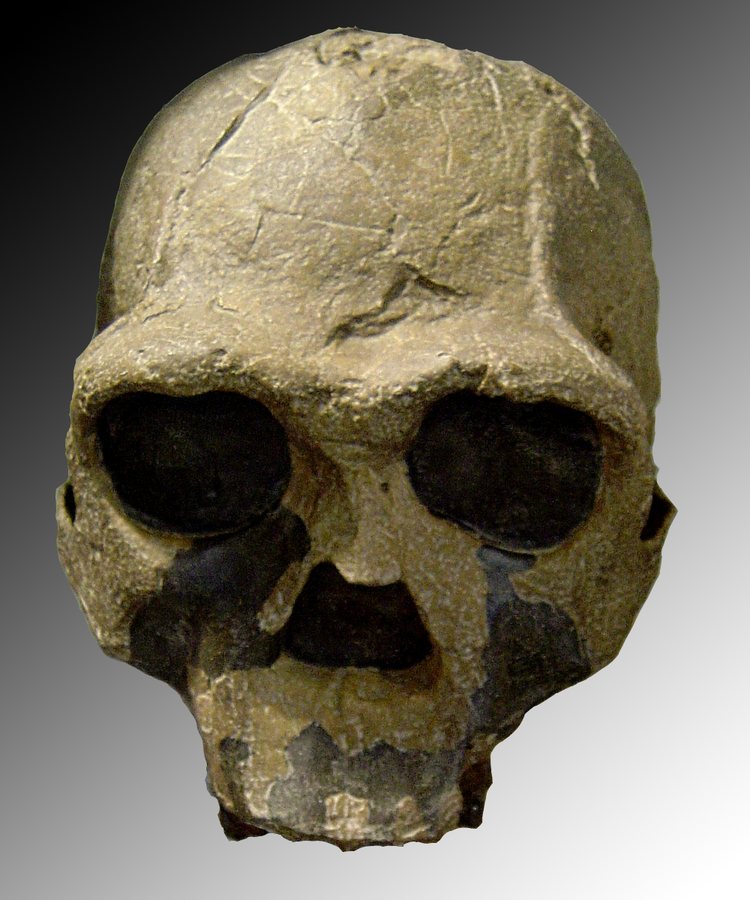 Fossil Evidence Suggests Early Homo Abandoned Tree-Climbing by 1.8 Million Years Ago