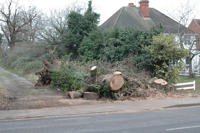 El Niño winds could kill England's drought-stressed trees, experts warn