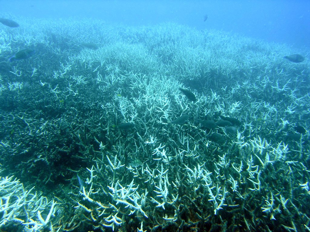 Maui Coral Core Links Sugarcane Boom to Reef Decline