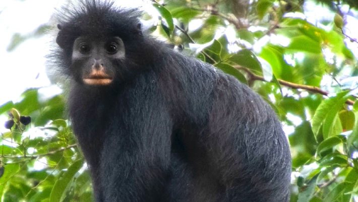 New Monkey Species Discovered in Remote Democratic Republic of Congo