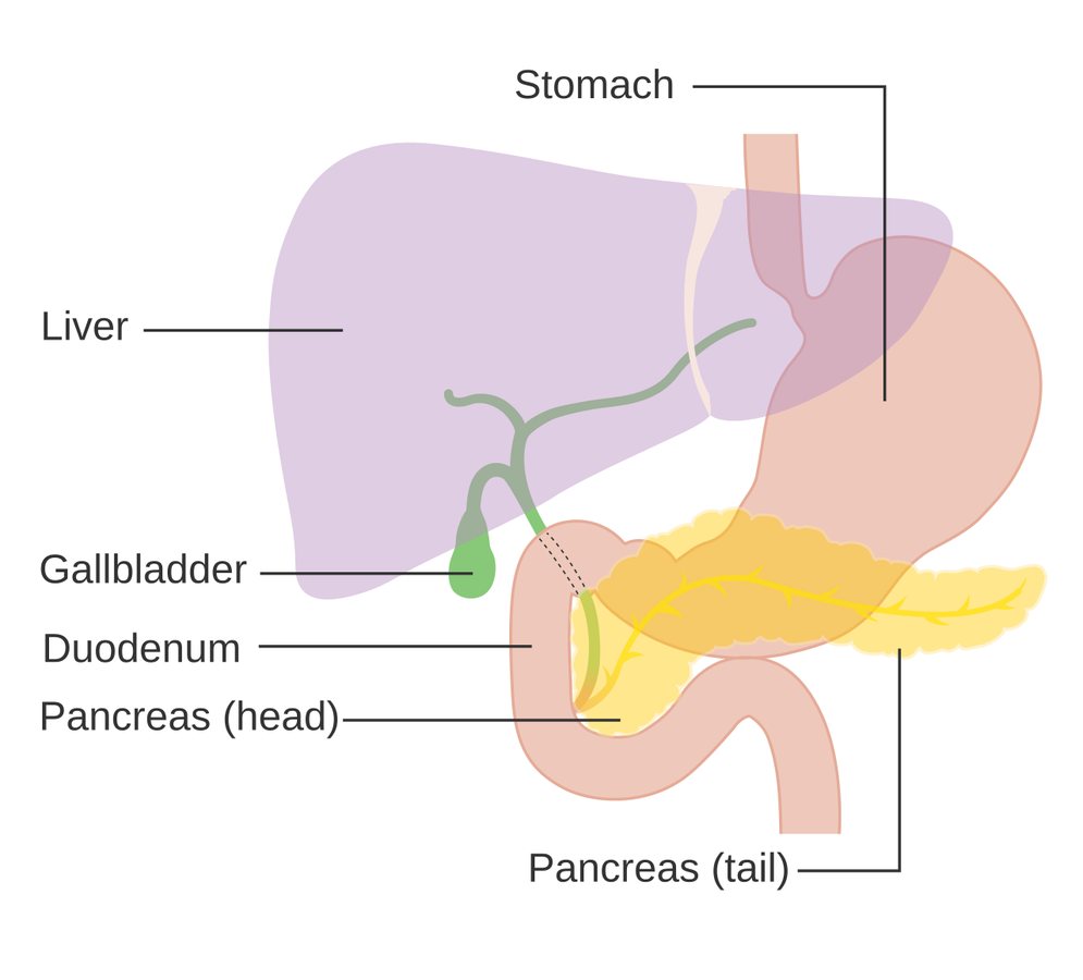 Blocking IL1RAP May Break Pancreatic Cancer's Protective Shield