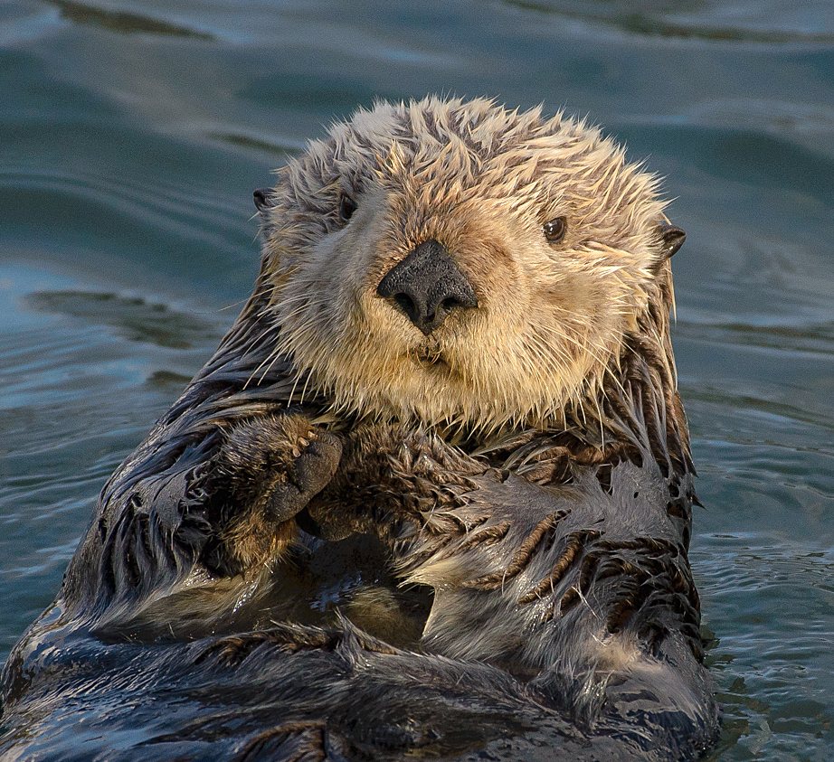 PBS Nature Launches Sea Otter Song for International Sea Otter Week